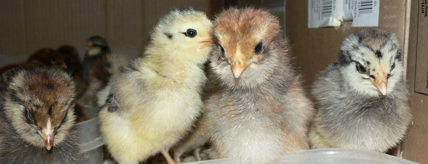 900x900px-LL-610d9089_12.9chicks12.jpeg