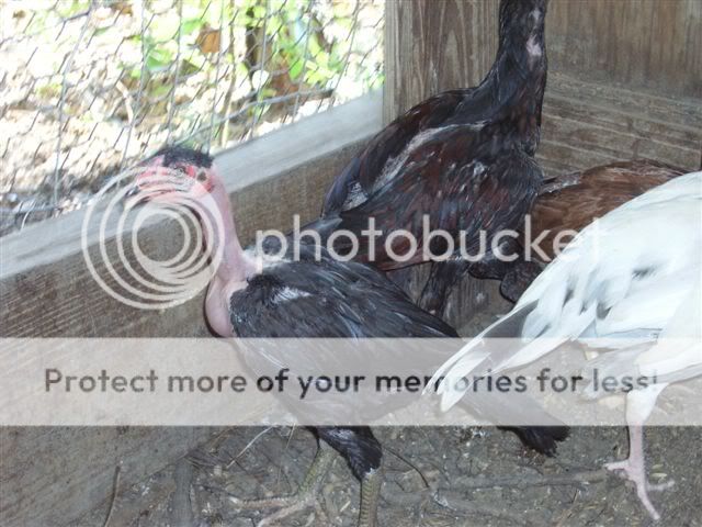 10aug2009chicken009.jpg