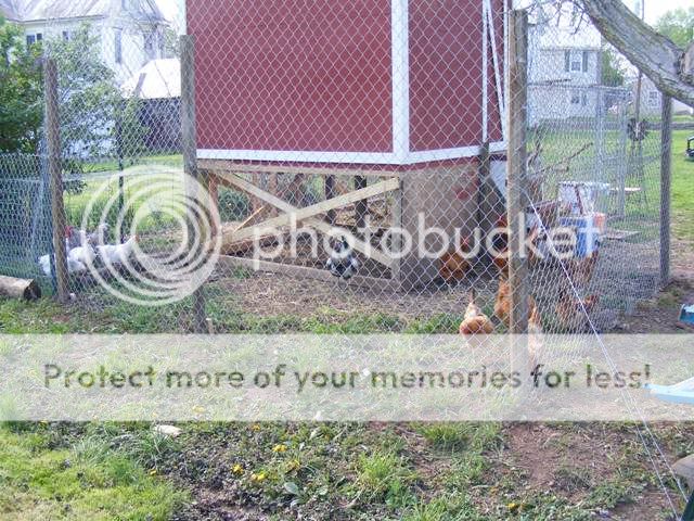 Coop-fence004.jpg