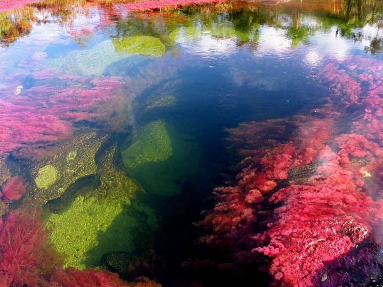 cano-cristales6.jpg