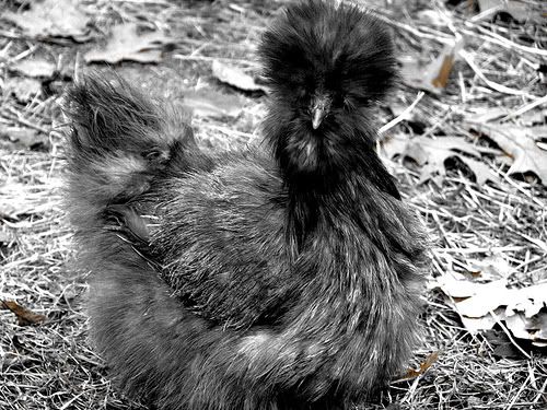 silkiehen.jpg