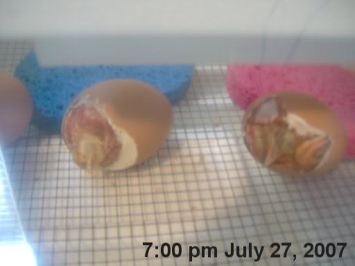 hatchingchicks0201.jpg