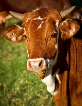 cow-425164__340.jpg