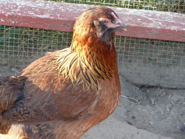 P1010413.jpg
