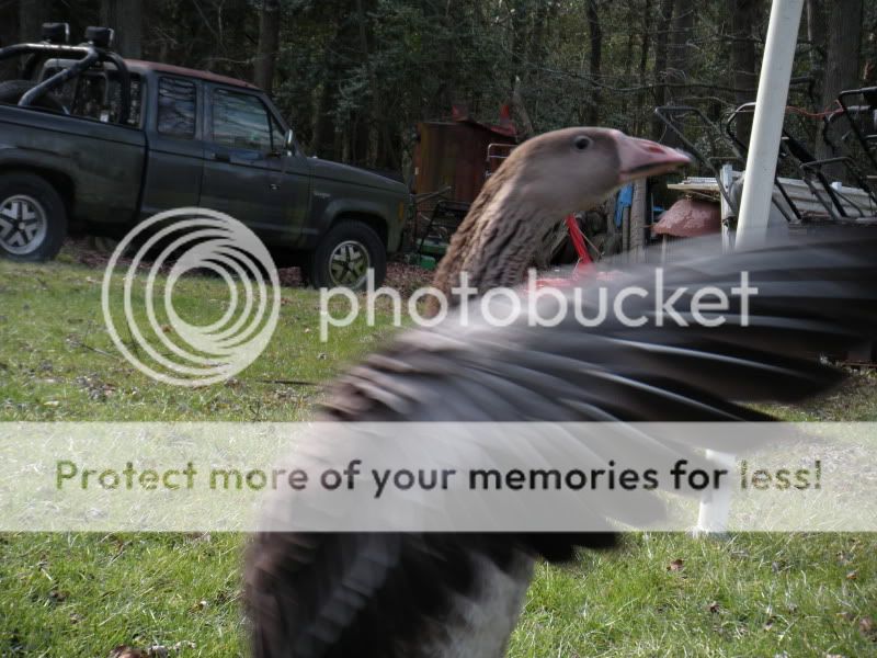 geese039.jpg