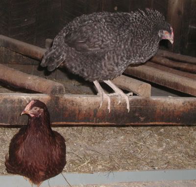 pullets1.jpg