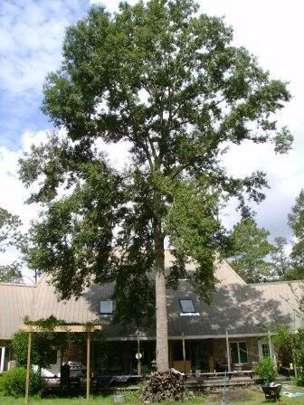 OakTree2.jpg