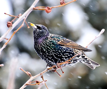 european_starling_21.jpg