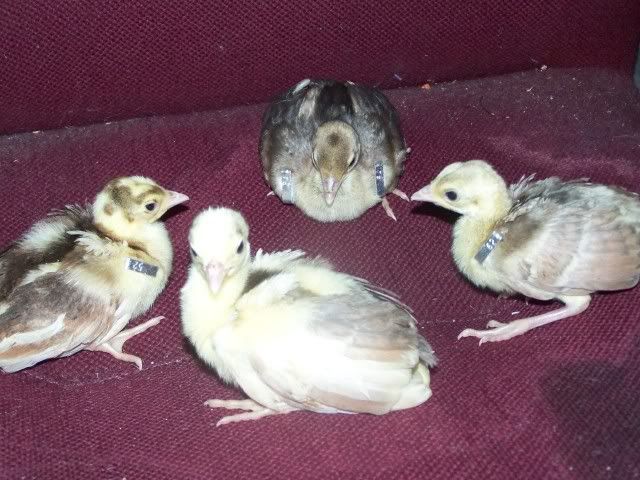 peachicks030.jpg