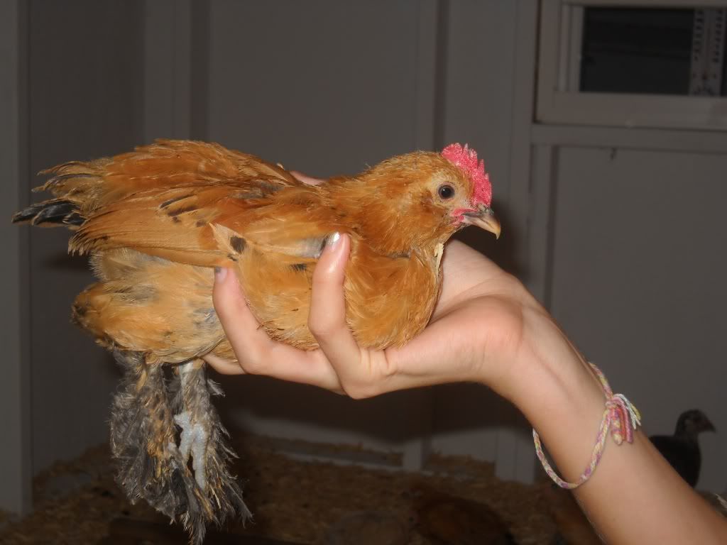 Cockerel.jpg