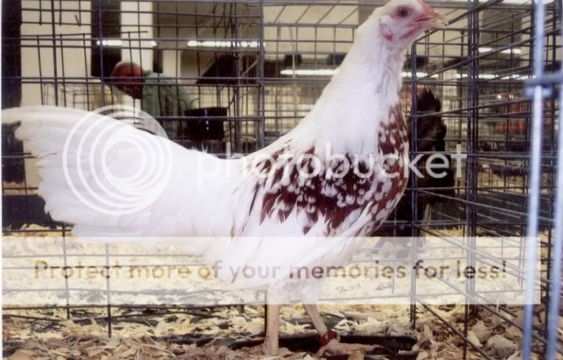8_mnth_red_shouldered_yok_hen.jpg