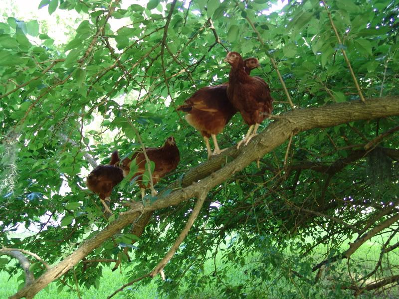 Inthetrees.jpg