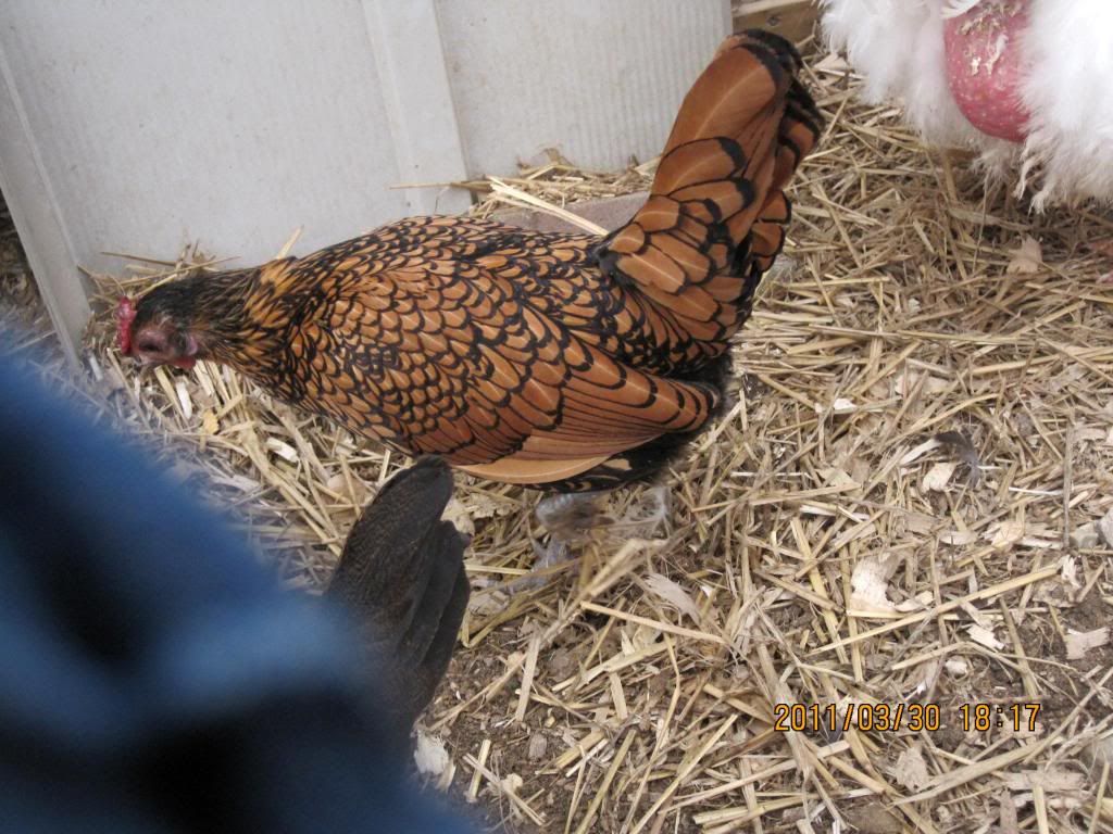chickensatmoms051.jpg