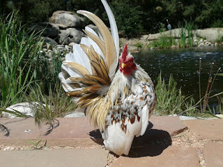 stanfordpond.jpg