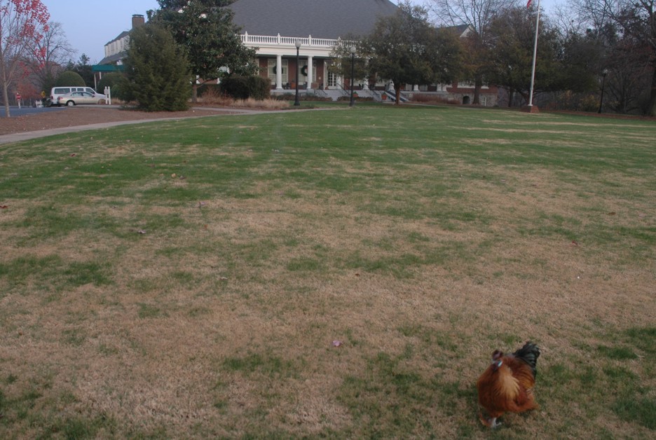 chicken_7532.jpg
