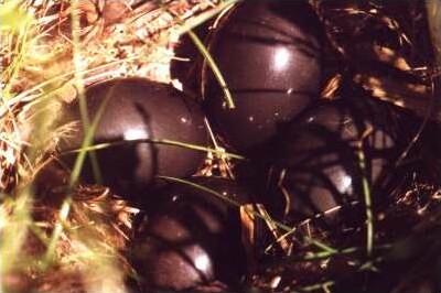 Nothura_maculosa_eggs.JPG