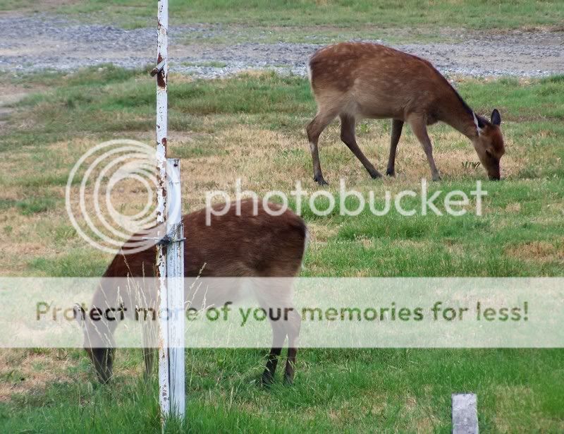 deer10.jpg