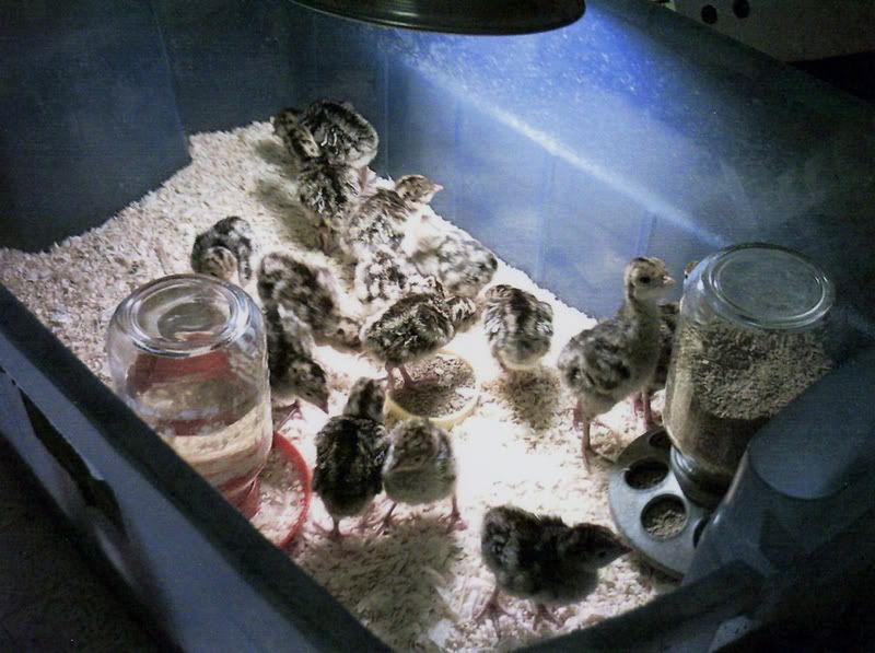 EasternWildTurkeyPoults.jpg