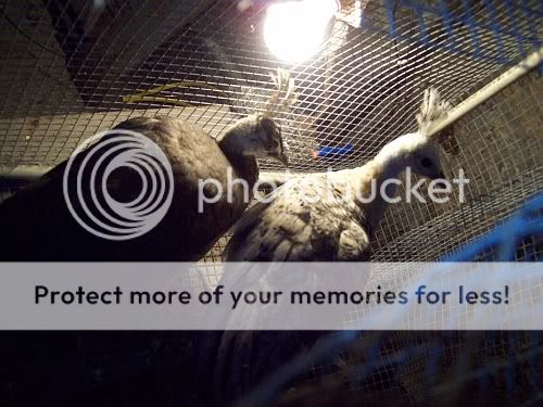 ypeacocks.jpg