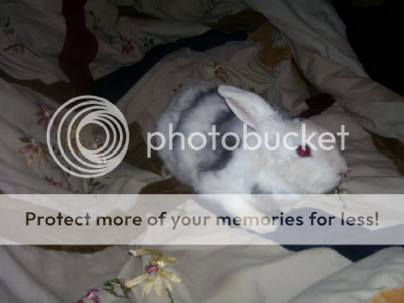 rabbits001.jpg