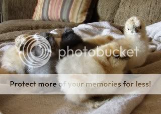 chicks173.jpg