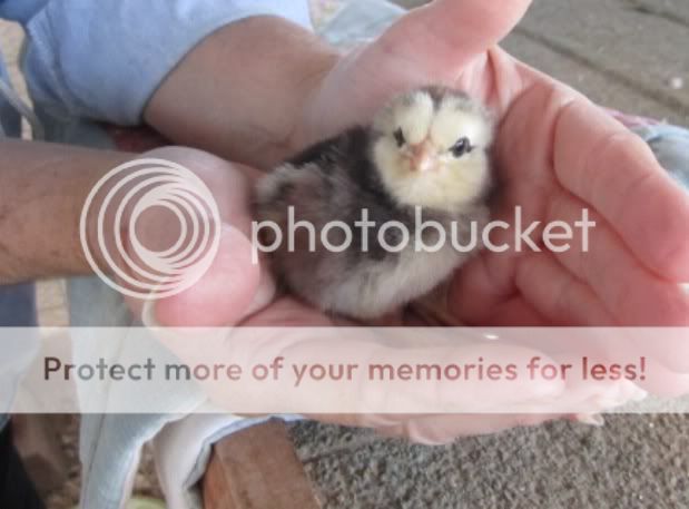 newchick2-1.jpg