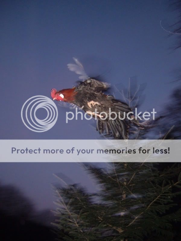 DSCF5992-1.jpg