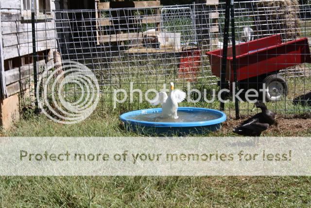 ducks033.jpg