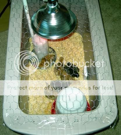 PICT0668_sm.jpg