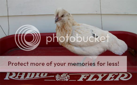 PorloffWagon.jpg