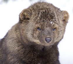chicken-predators-fisher-cat.jpg