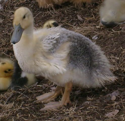 duckquestions008.jpg