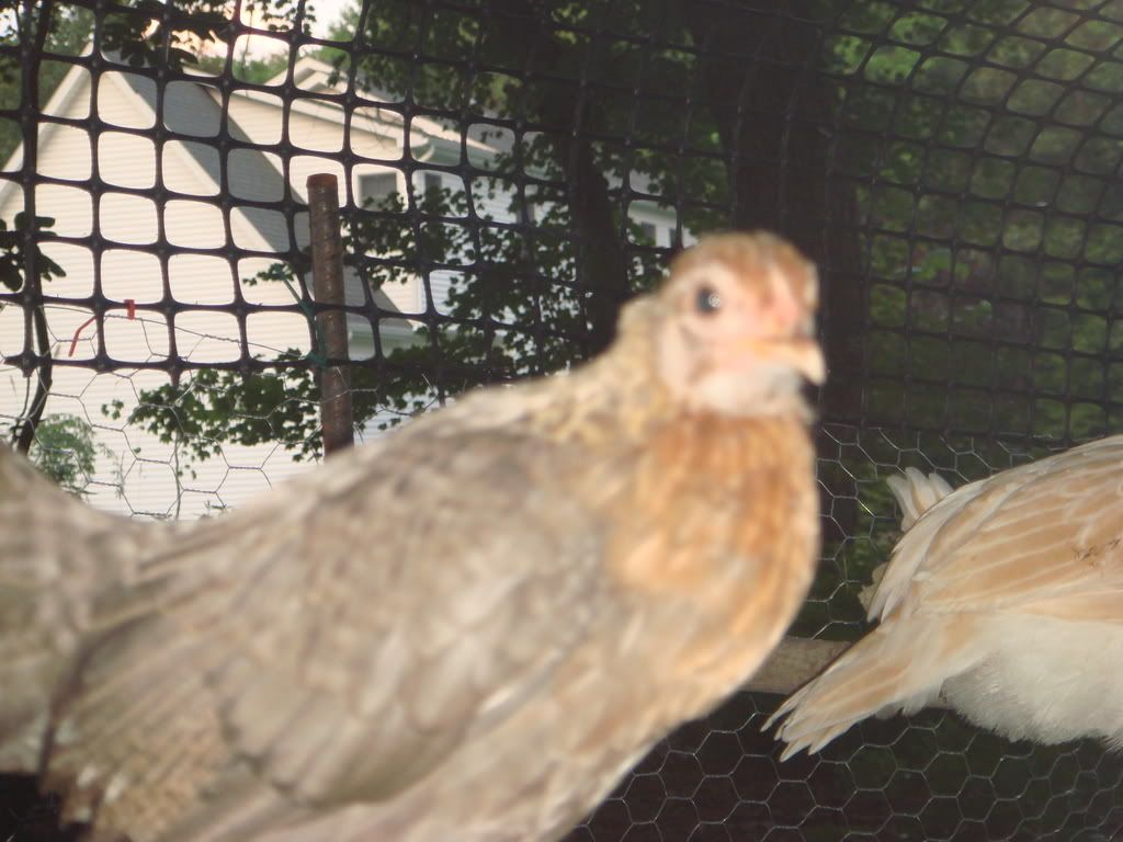 ckns6-26-0811.jpg