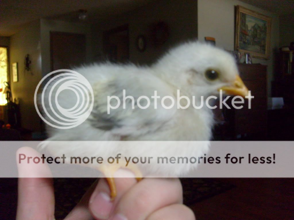 S7300960.jpg