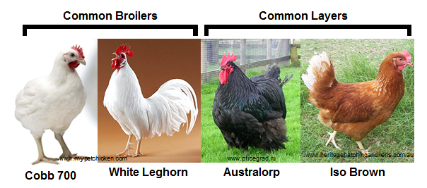 chicken-breeds.png