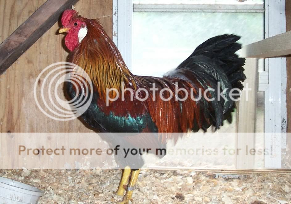 RCLBLCock.jpg