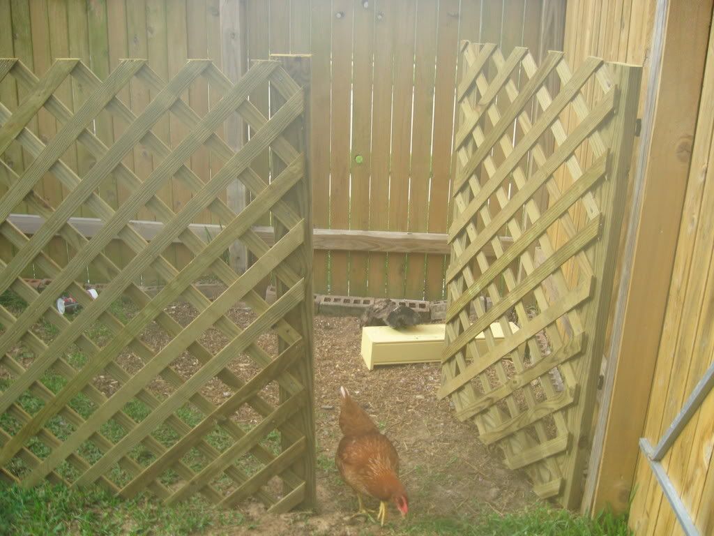 chickens038.jpg