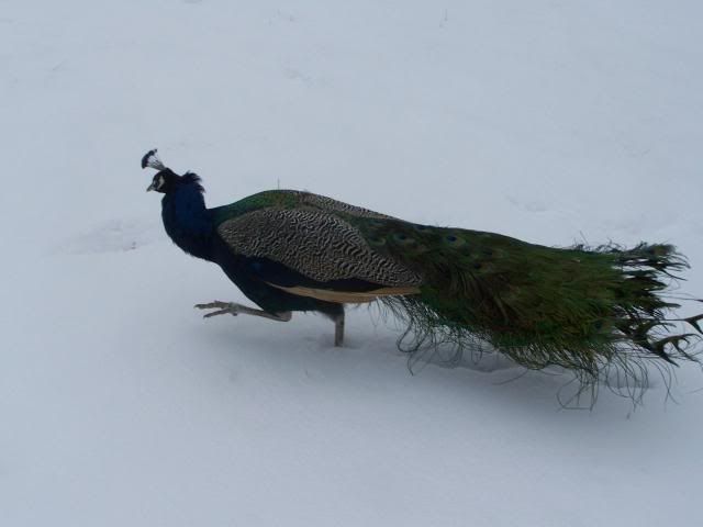 snow009.jpg