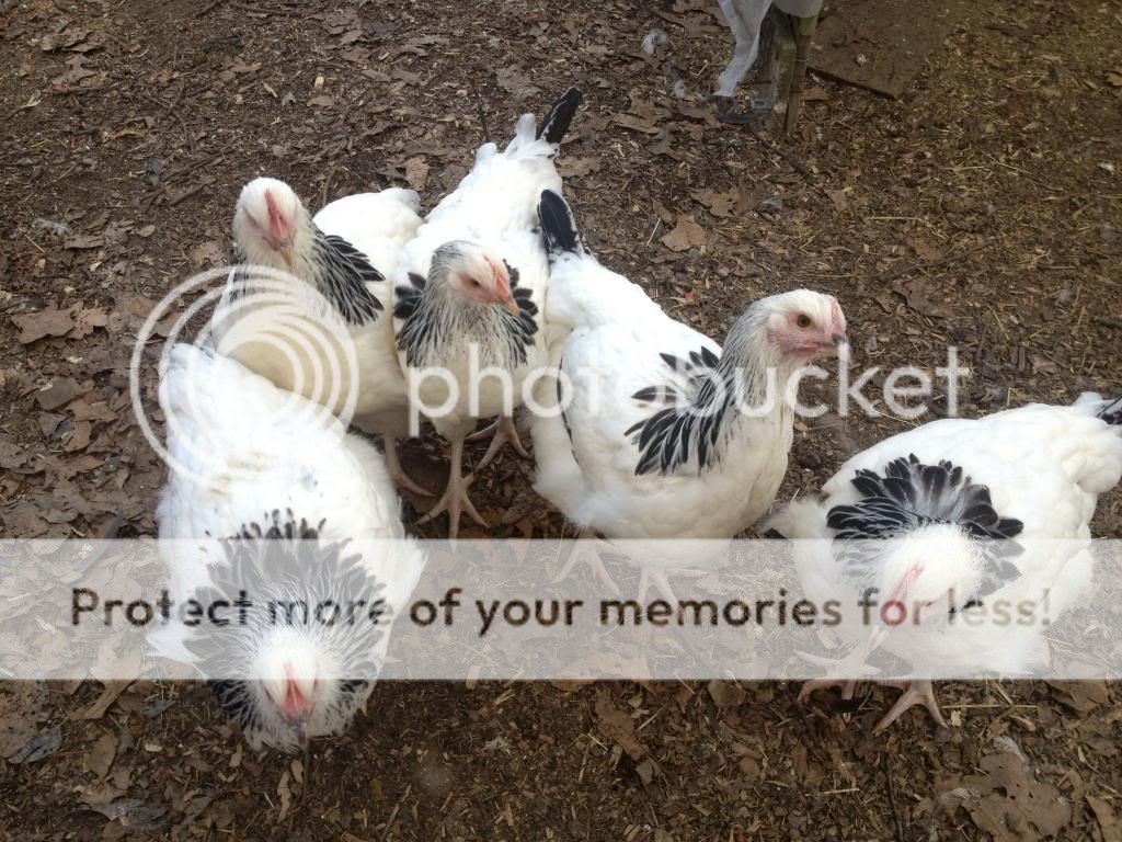 image_zps58cdcf35.jpg