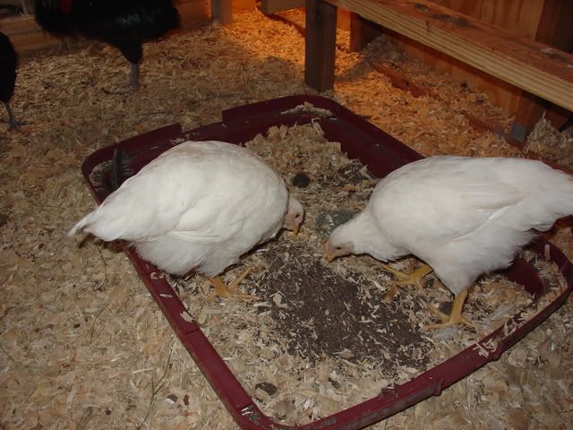 DSC01515.jpg