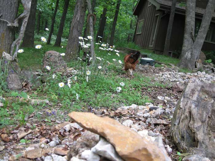 rockyroo0609.jpg
