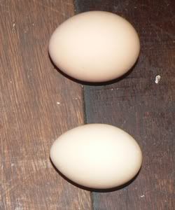 nimiegg2.jpg