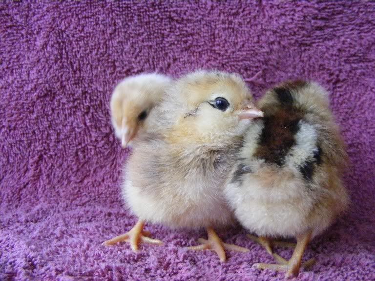 hatching020310018.jpg