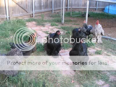 Img_0718a.jpg