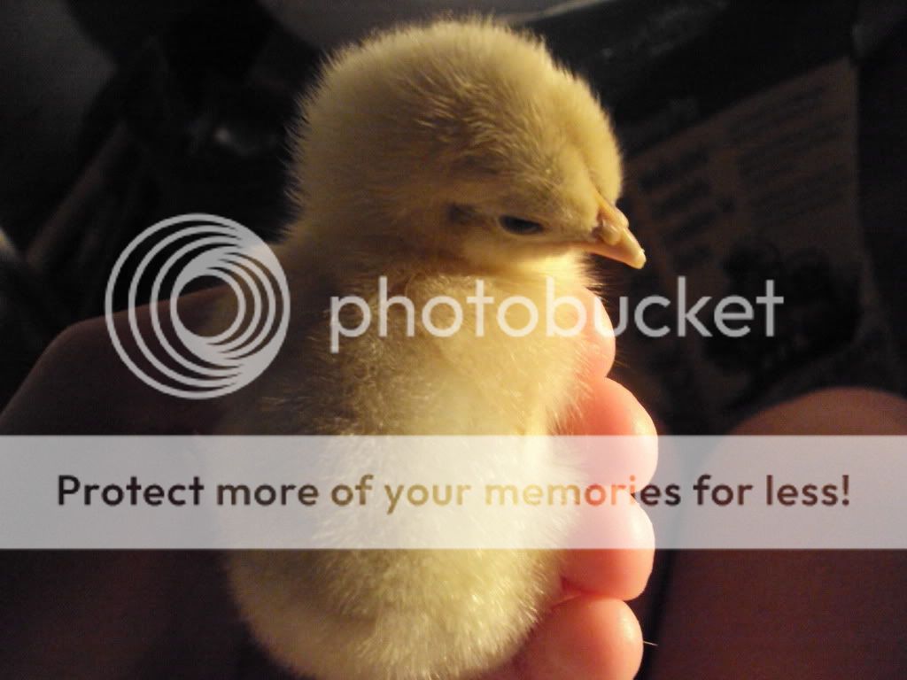 ChickPicks2392.jpg