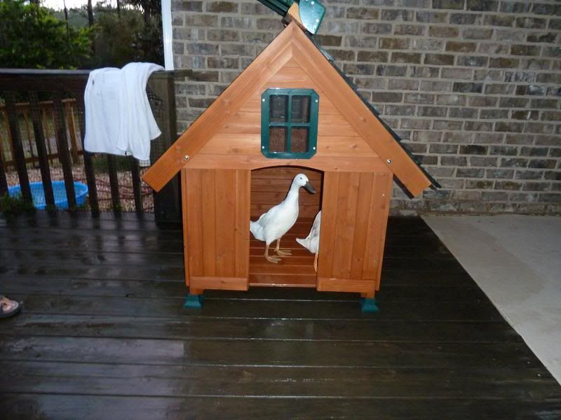 duckhouse_3.jpg