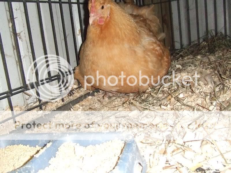 chick6.jpg