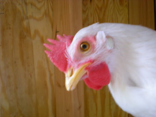 DSCN3334.jpg