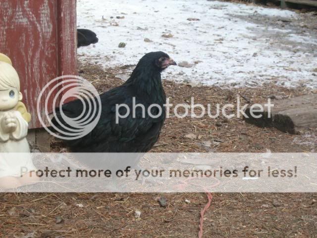birdsinthesnow007.jpg