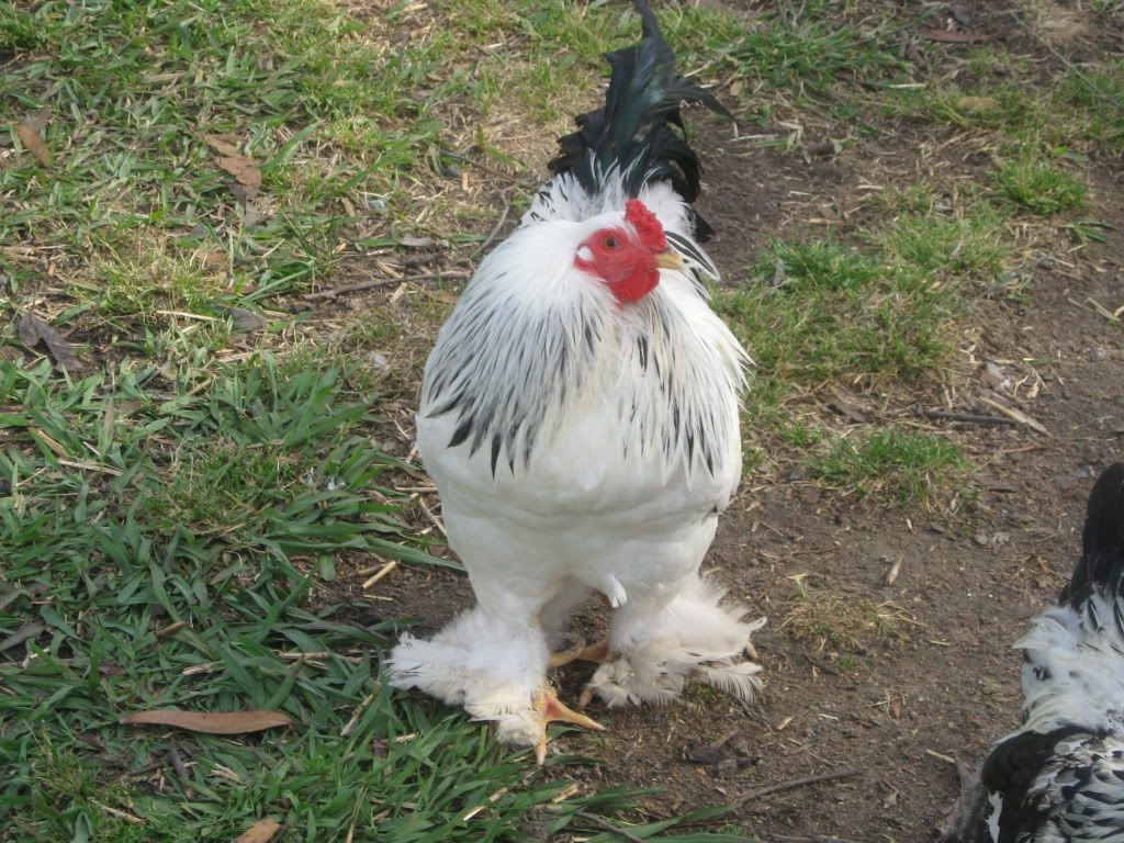 Roosters001.jpg